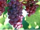 Grape Seed Extract
