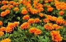  Marigold   Extract 