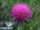 Milk Thistle Extract