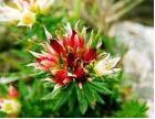  Rhodiola   Extract 