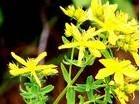 St John Wort Extract