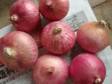 2011 CHINESE NEW RED ONION