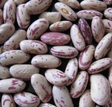 light speckled kidney beans-yY8