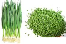 dehydrated  chive  flake mixed