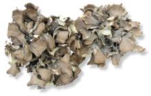 dry maitake