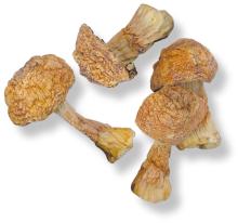 Dry agaricus blazei