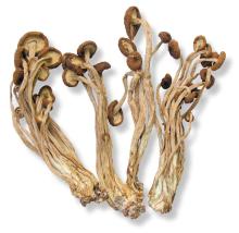 agrocybe cylindracea