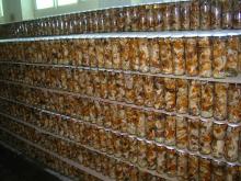 canned mixed mushroom