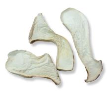 king oyster mushroom