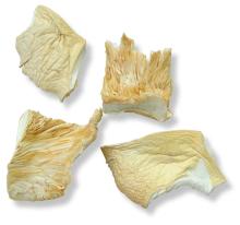 oyster mushroom