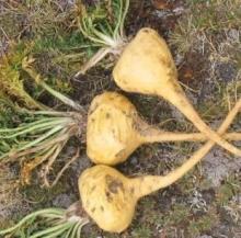  Maca   Root   Extract 