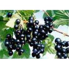 Blackcurrant Concentrate