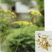 Sweet  fennel   extract 
