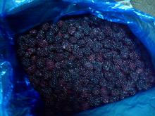 I.Q.F. blackberry