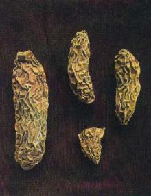 Akebia Caulis Extract