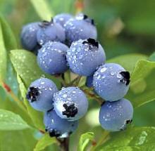  Pterostilbene 