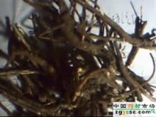 Burdock Seed Extract