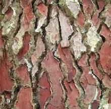 pine bark extract