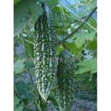 balsam   pear  extract