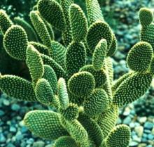  cactus   extract 