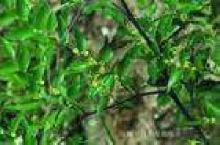  shield  lichen extract