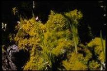 philonotis moss extract