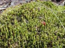 plagiomnium  moss  extract