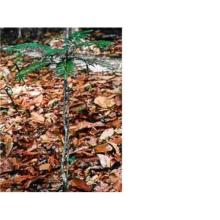 Eurycoma longifolia( Tongkat   Ali ) Extract