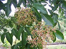 Evodia Extract