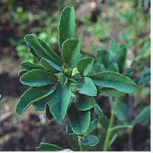  Fenugreek  Extract