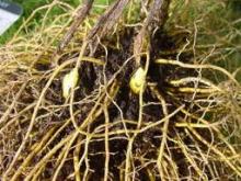 Golden Seal Root Extract