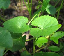 Gotu Kola  Herb   Extract 