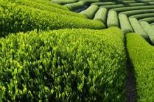  Green   Tea   Catechins 