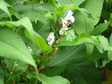  Giant   Knotweed   Extract 