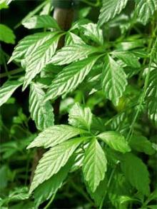  Gynostemma  Extract