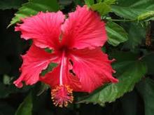 Hibiscus Flower Extract