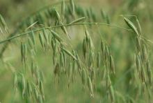 Oat Straw Extract