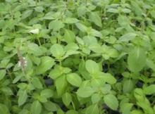 Ocimum sanctum Extract