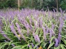  Radix  Ophiopogonis extract