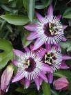 Passion Flower  Extract 