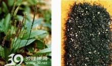Plantago  Seed   Extract 