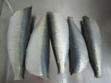 frozen sardine hgt for canned