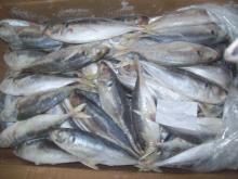 frozen jack mackerel