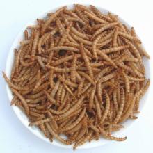 Yellow mealworms