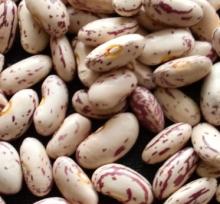 DRY light kidney beans