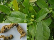 Medicinal Indianmulberry Extract Powder