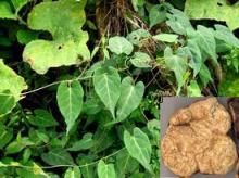 Radix polygoni multiflori extract