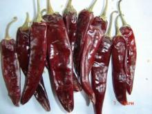 jinta chili
