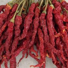 xian chilli