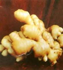 Ginger
